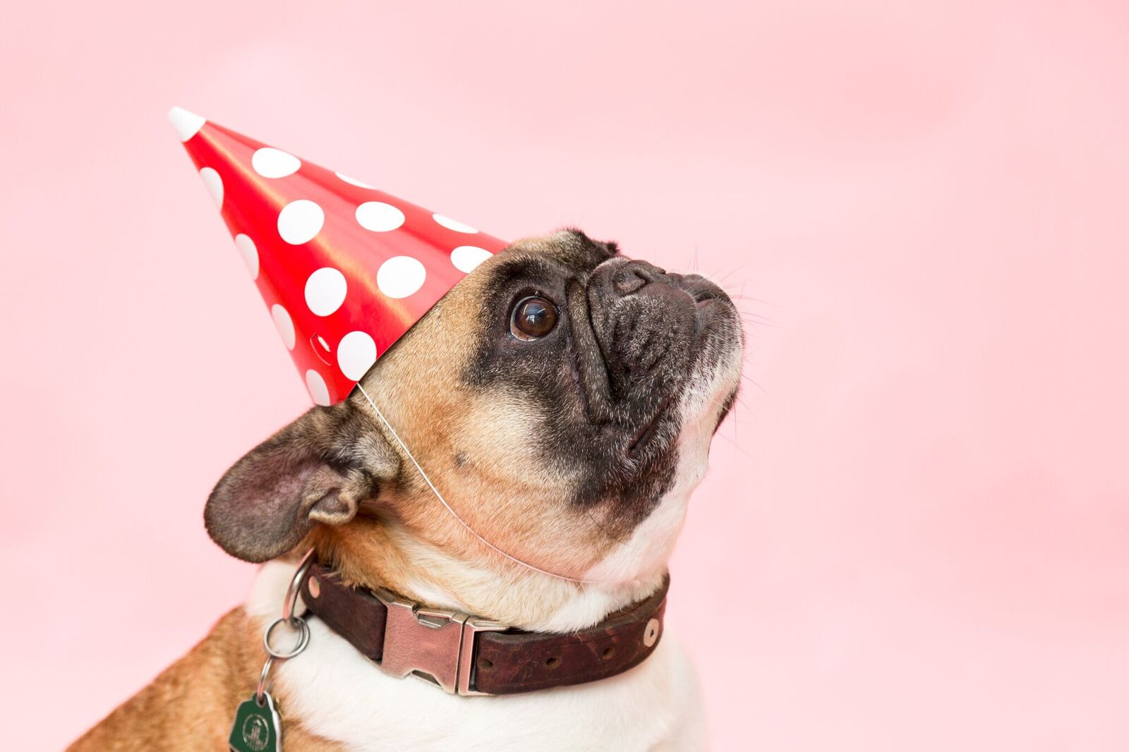 pug dog wearing birthday hat looking up